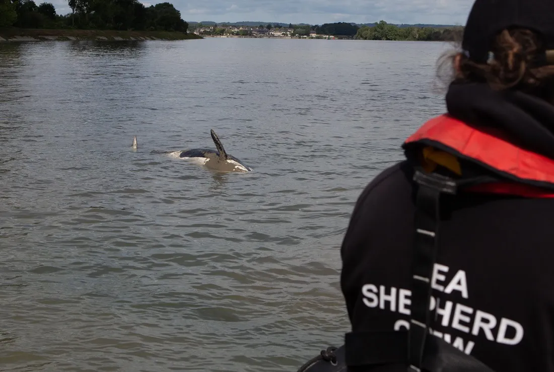 Orque morte dans les eaux de la Seine