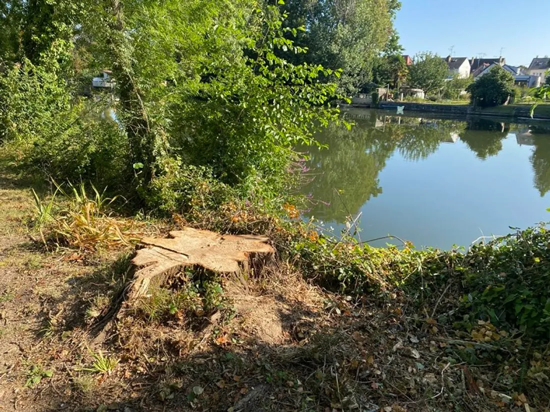 Ce qu'il reste du peuplier d'Italie qui était situé aux abord du parc Beaulieu, au Mans