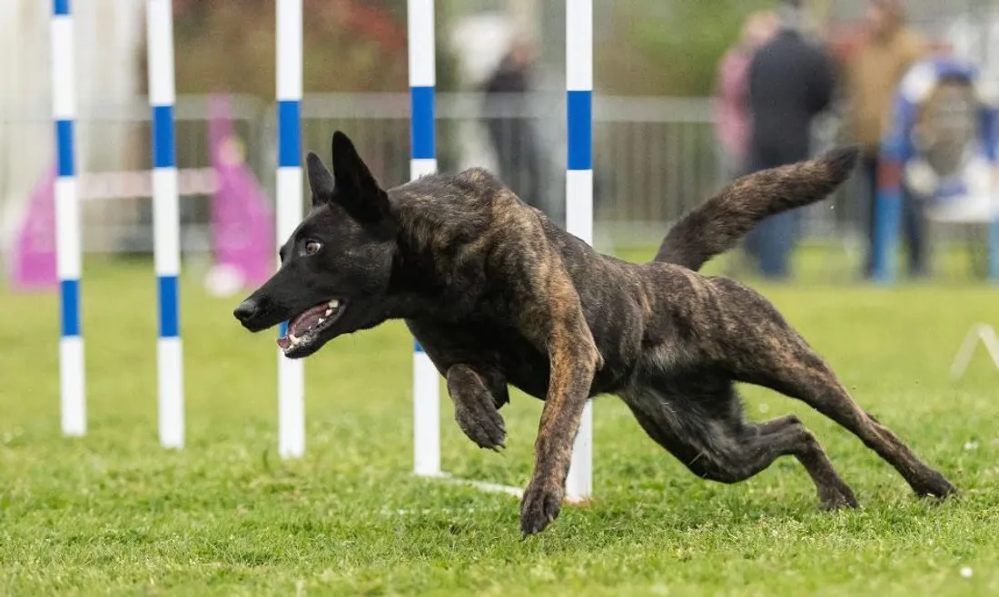 Raven en action