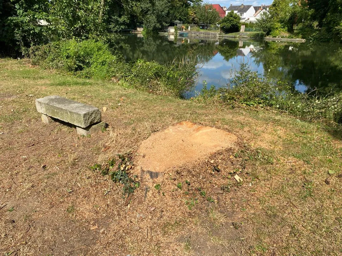 Le saule qui bordait la Sarthe au niveau du parc Beaulieu, au Mans, a été coupé