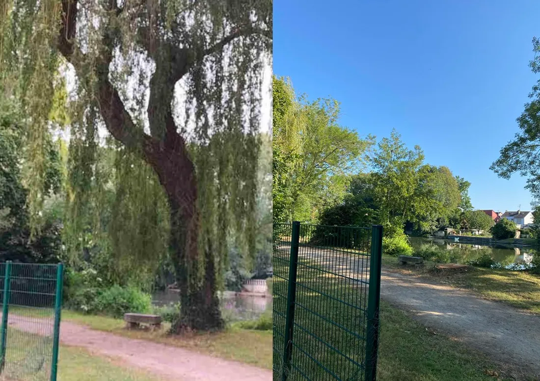 Le saule du parc Beaulieu au Mans, avant et après tronçonnage