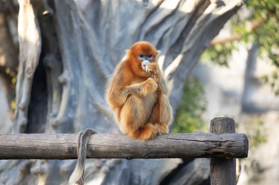 singe doré