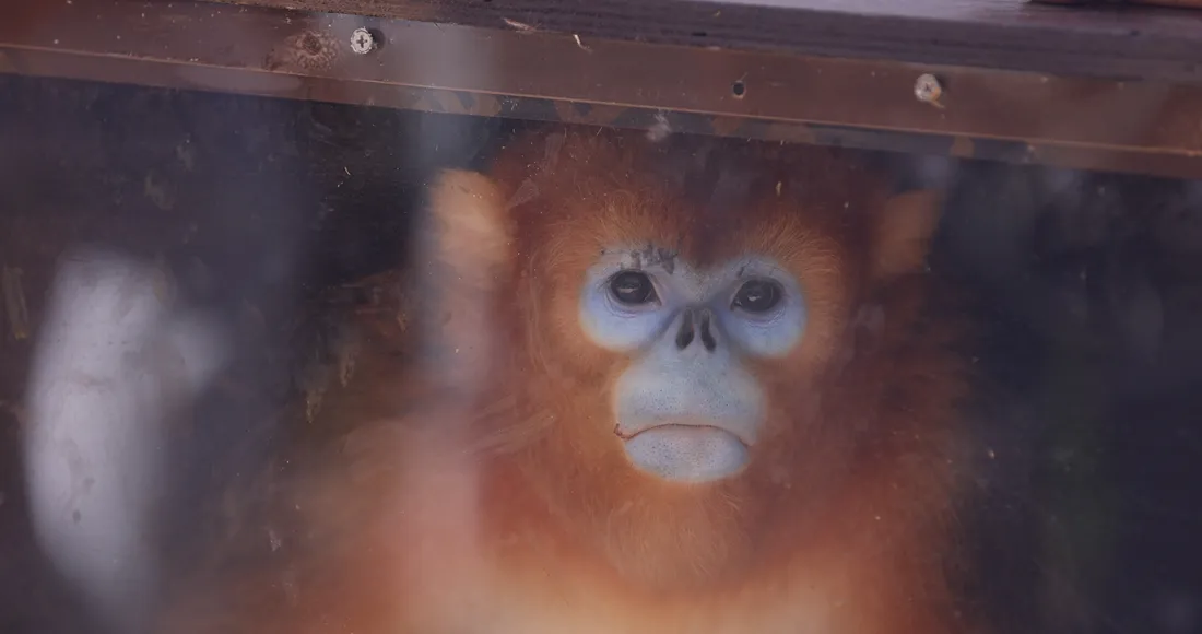 Singes dorés
