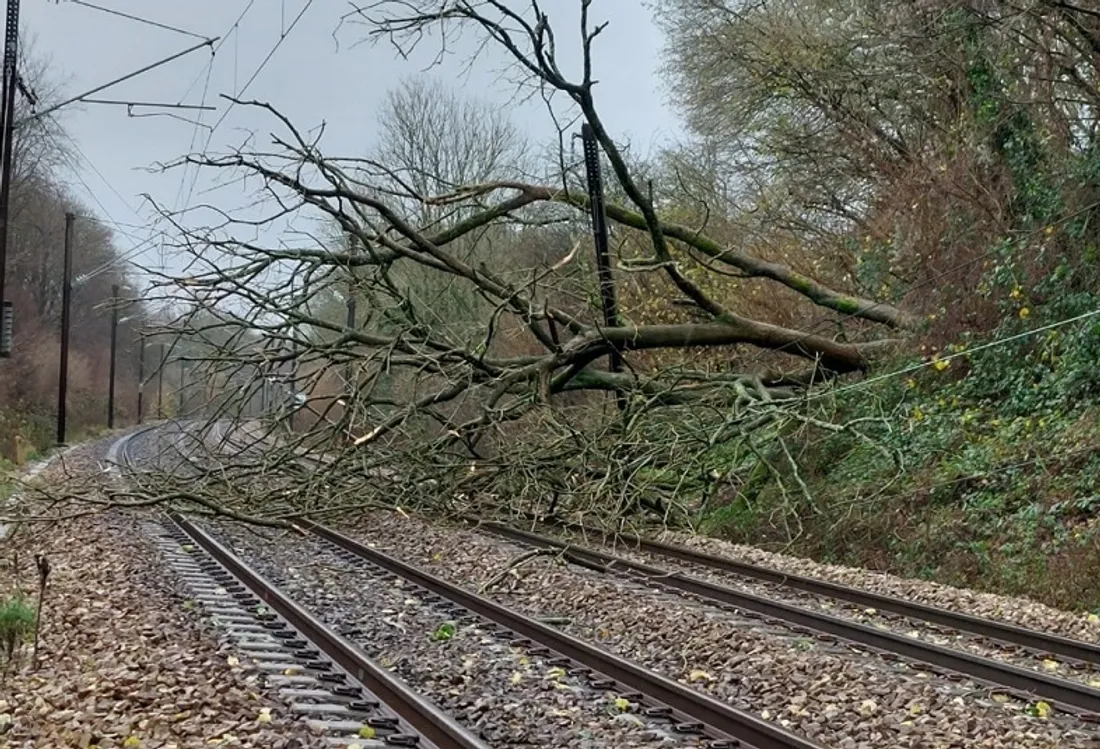 Arbre couché