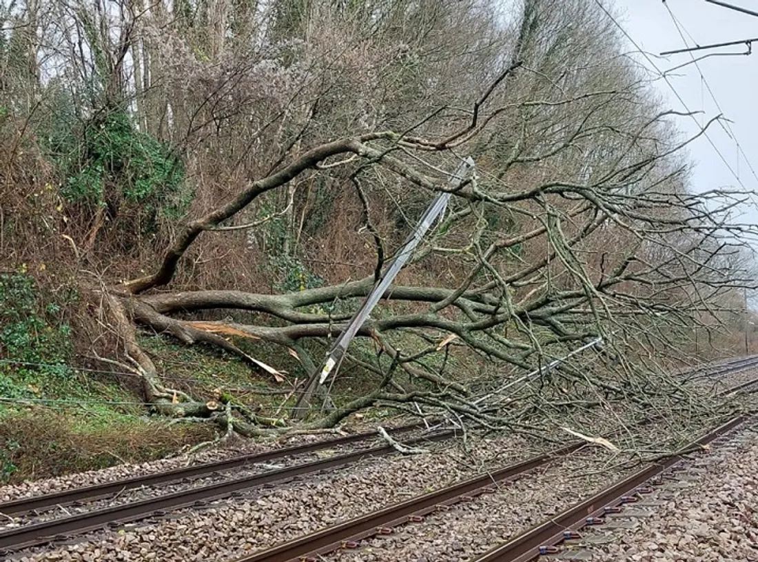 Arbre sur la voie