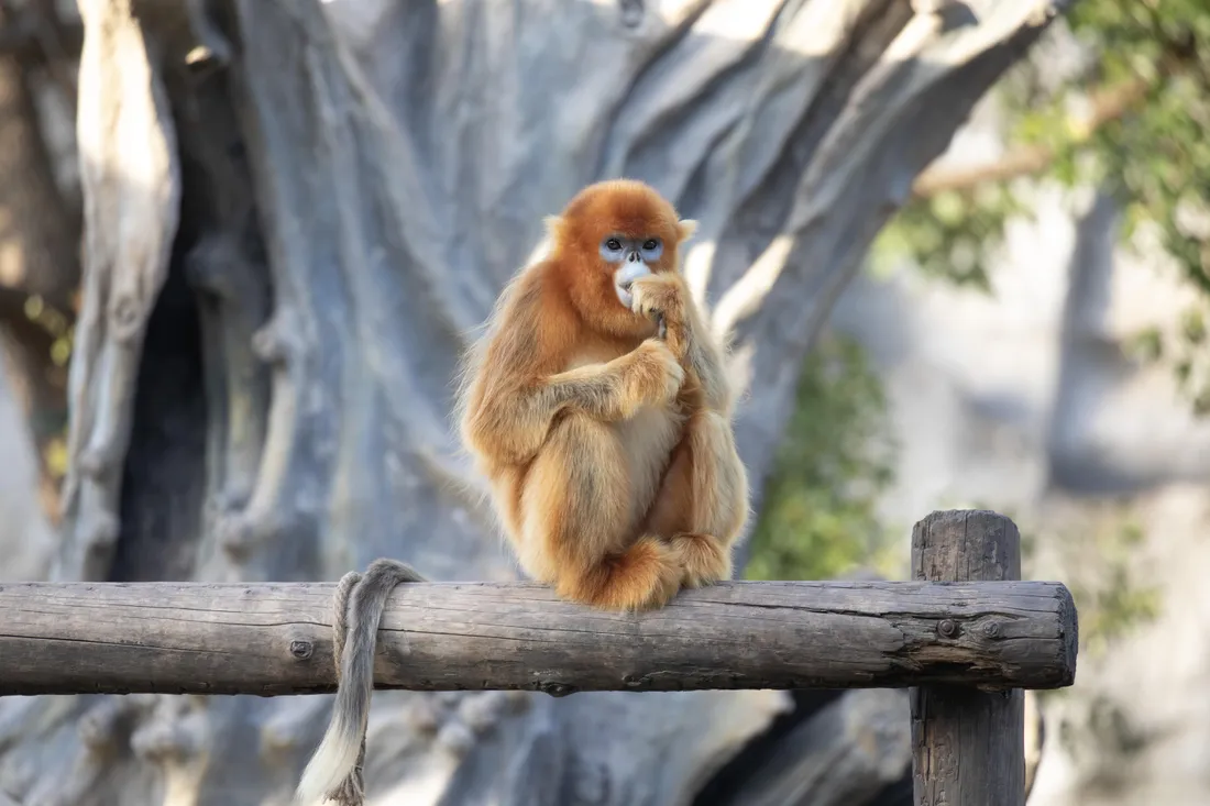 Singes dorés