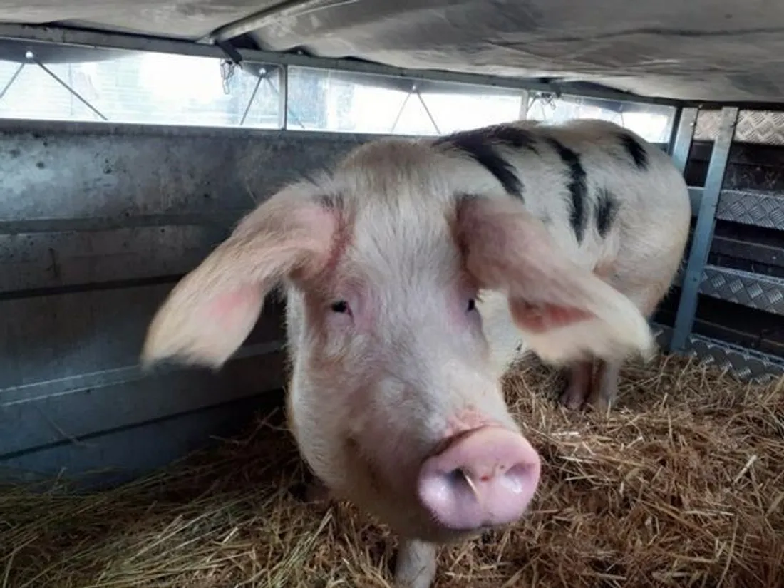 un camion de transport de cochons se renverse sur l’autoroute A28