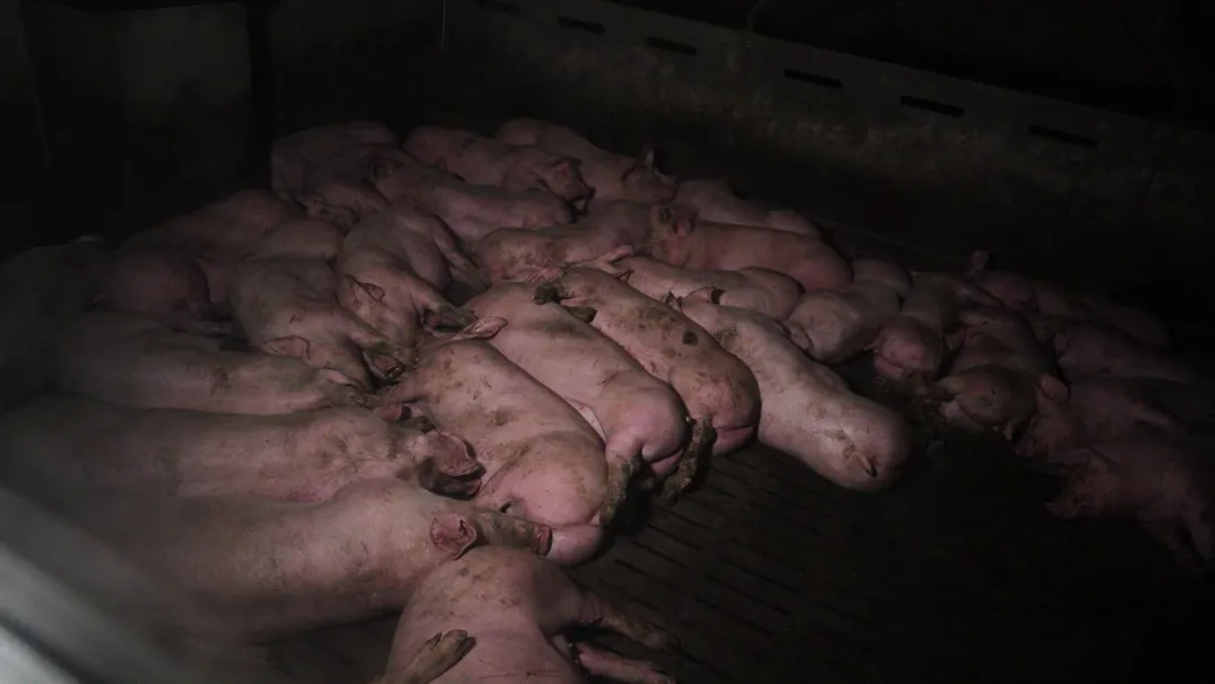 Cochons L214