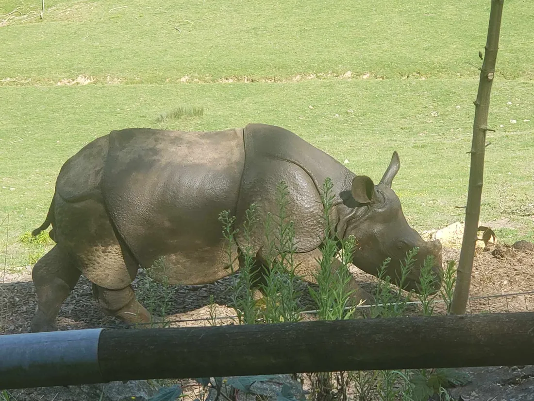 Un rhinocéros à Cerza