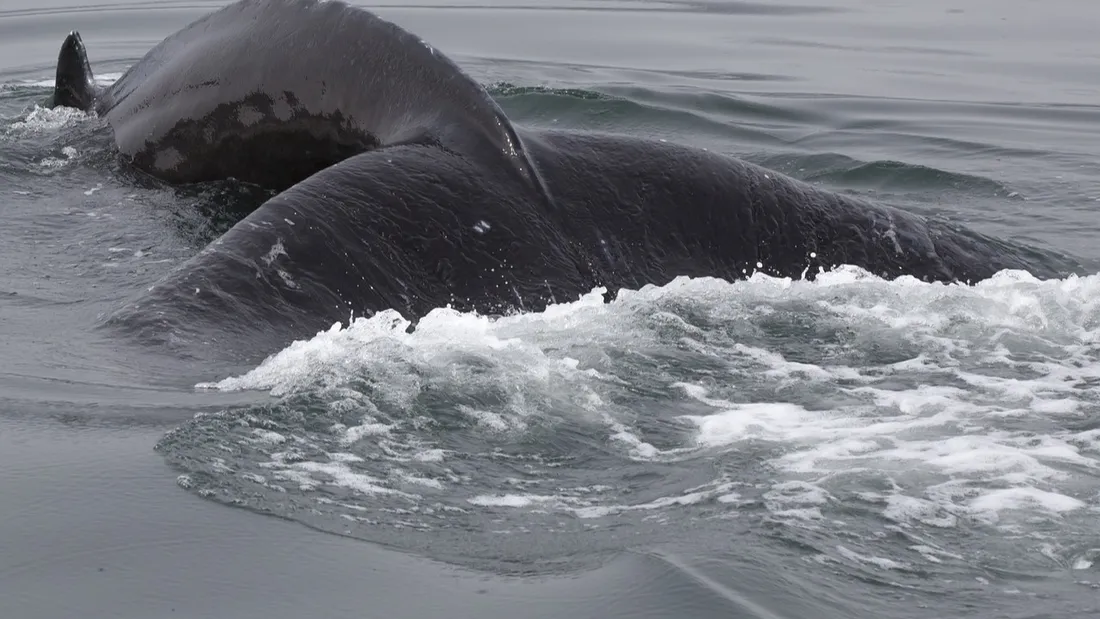 Baleine à bosse