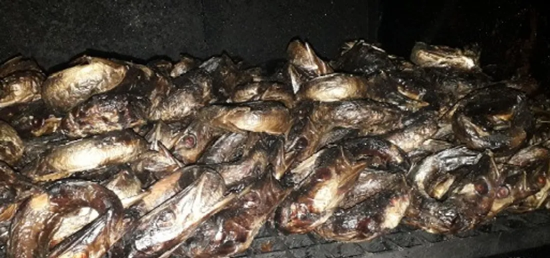 Barracudas saisis