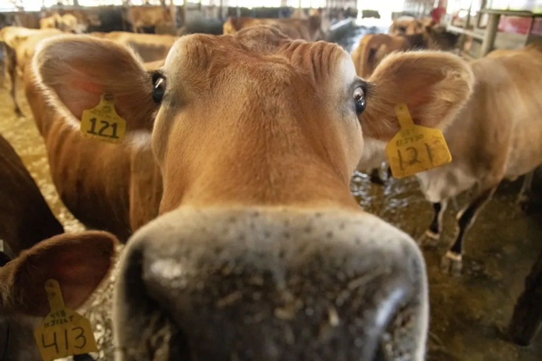 vache 