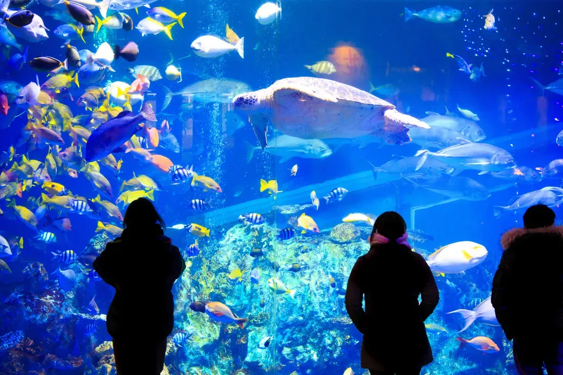 Oniria mise sur l'éducation pour préserver la mer