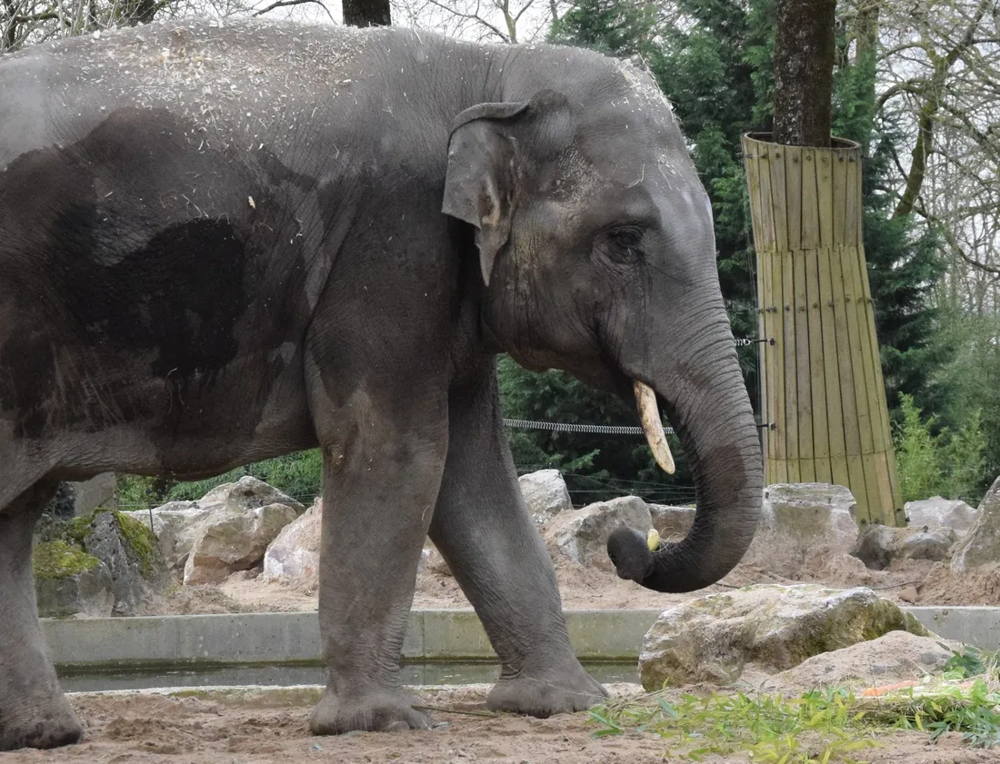 Elephant Zoo de Maubeuge