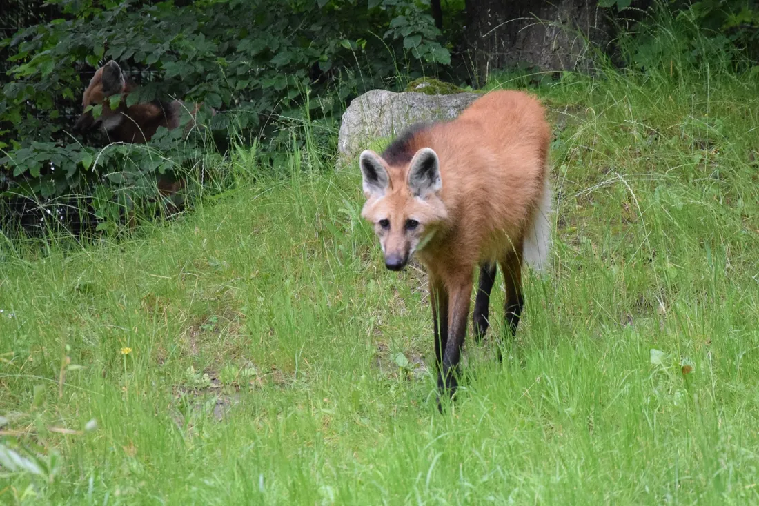 Loup à crinière