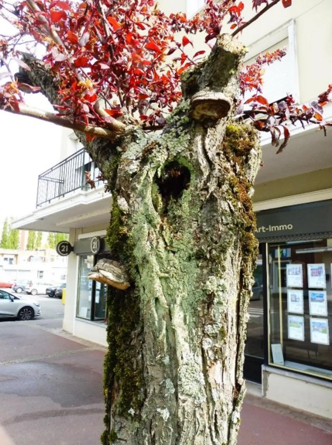 arbres malades