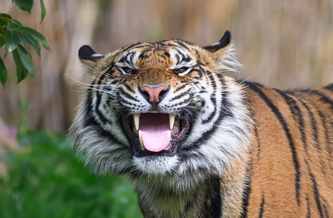 Tigre Zac