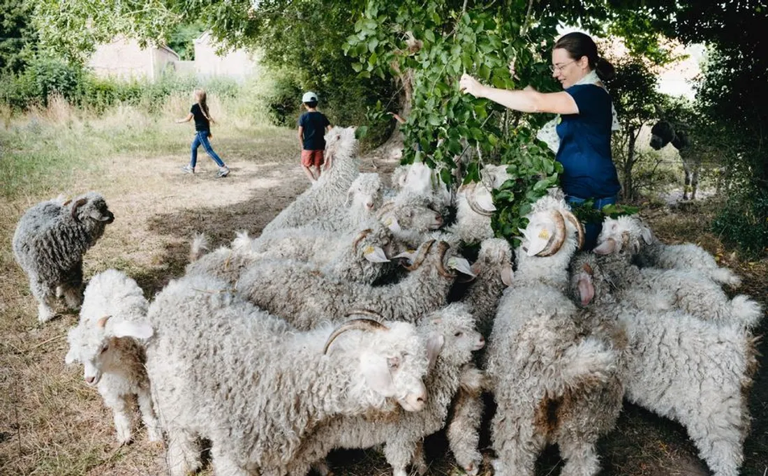 Véronique Guiost avec ses chèvres Angora