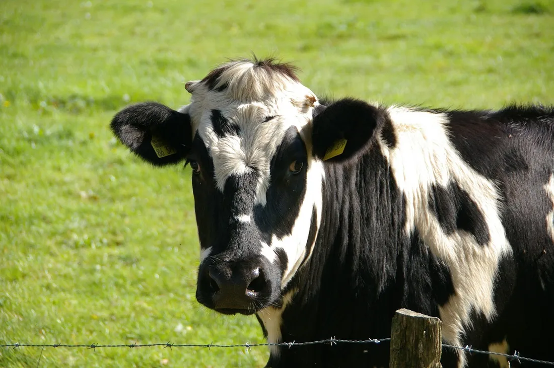 vache