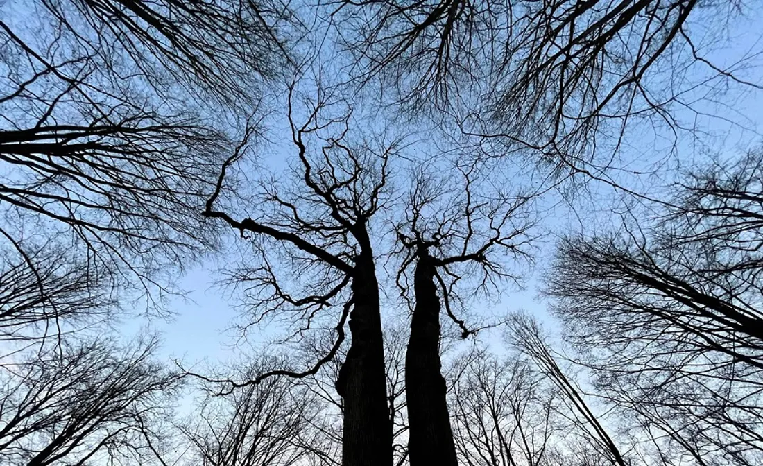 forêt