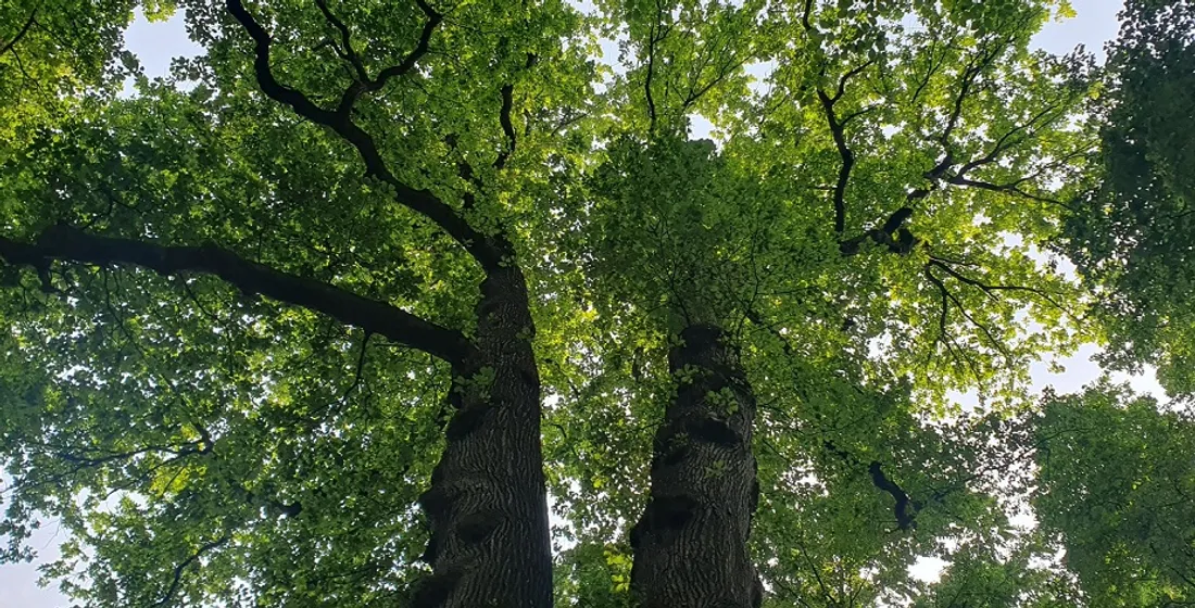 forêt Fourmies