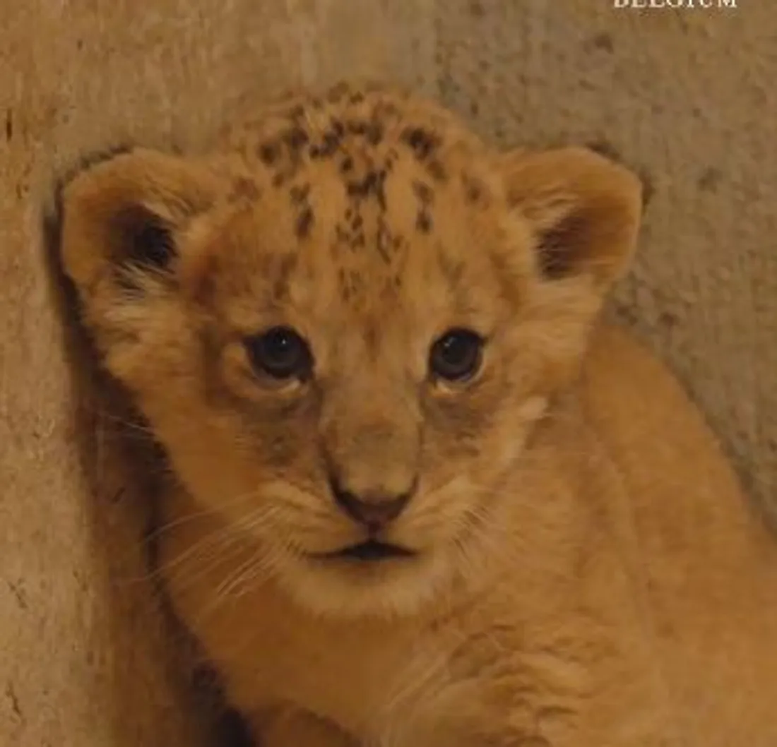 lionconne