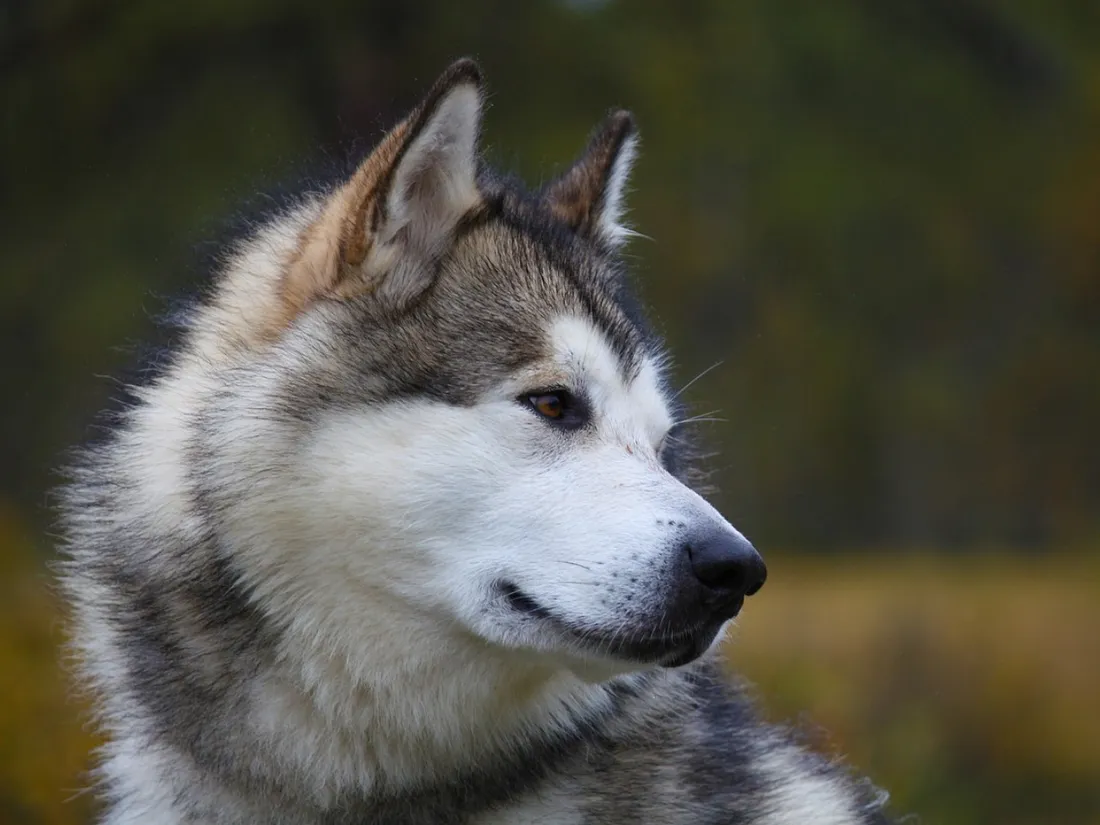 Malamute