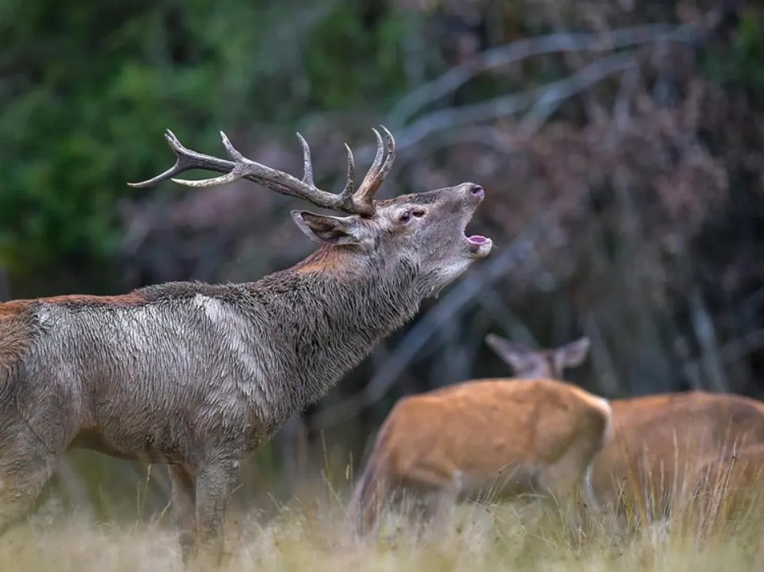 Un cerf en plein brame (ONF)