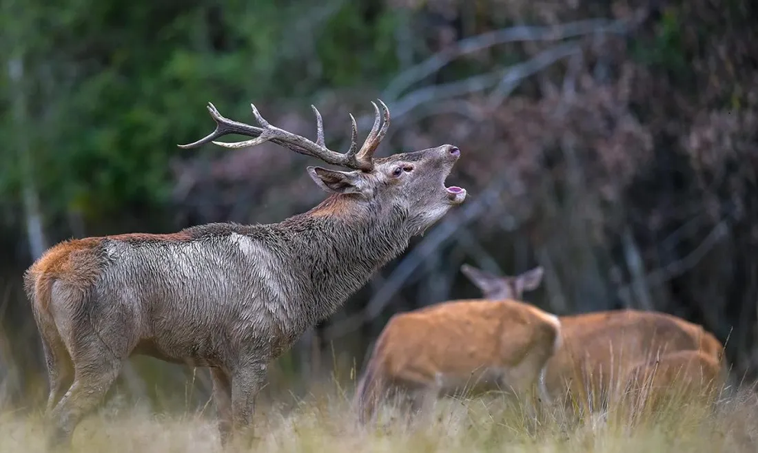 Un cerf en plein brame (ONF)