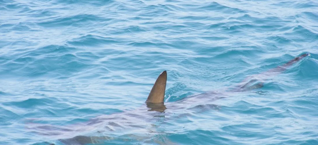 un aileron de requin - photo d'illustration