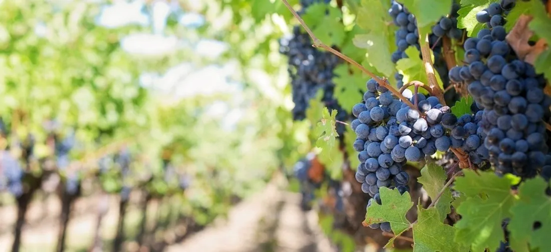 La viticulture fait partie des secteurs agricoles en manque de main d'oeuvre.