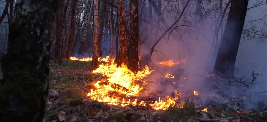 Les pompiers ont lutté plusieurs heures contre un feu de forêt - image d'illustration