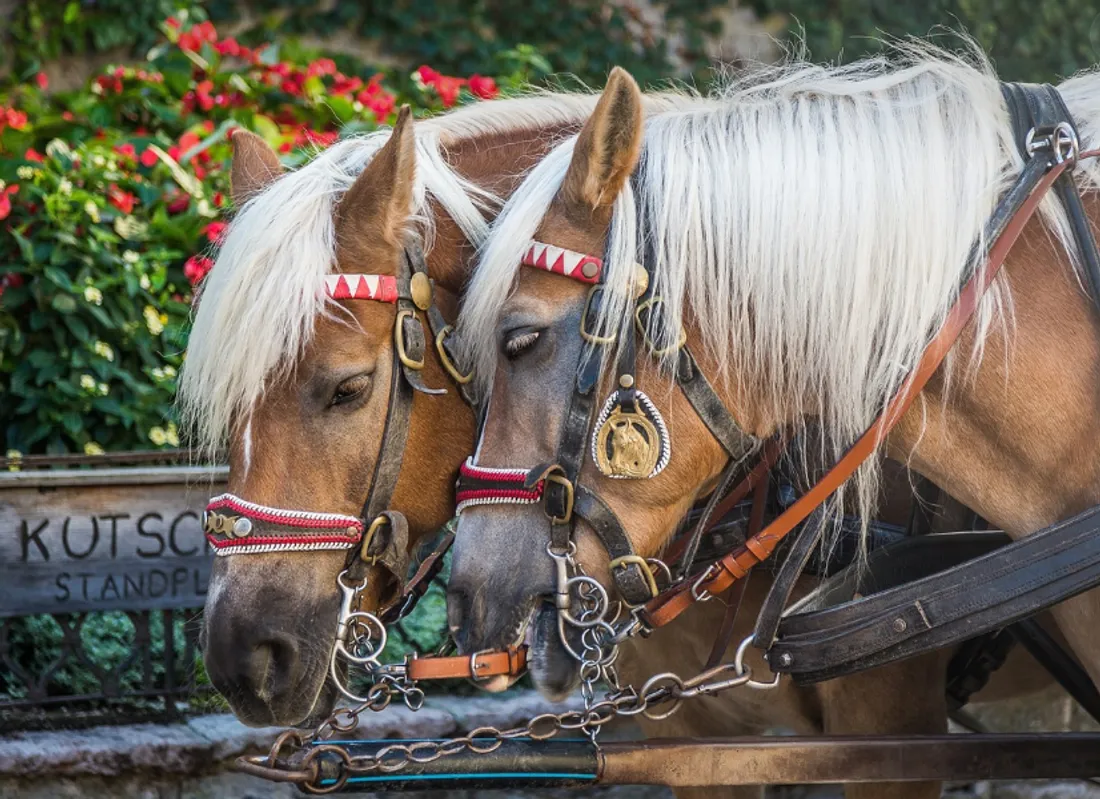 COMICE AGRICOLE.PNG (1.41 MB)