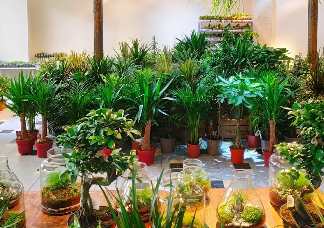 PLANTES ARRAS.PNG (1.14 MB)