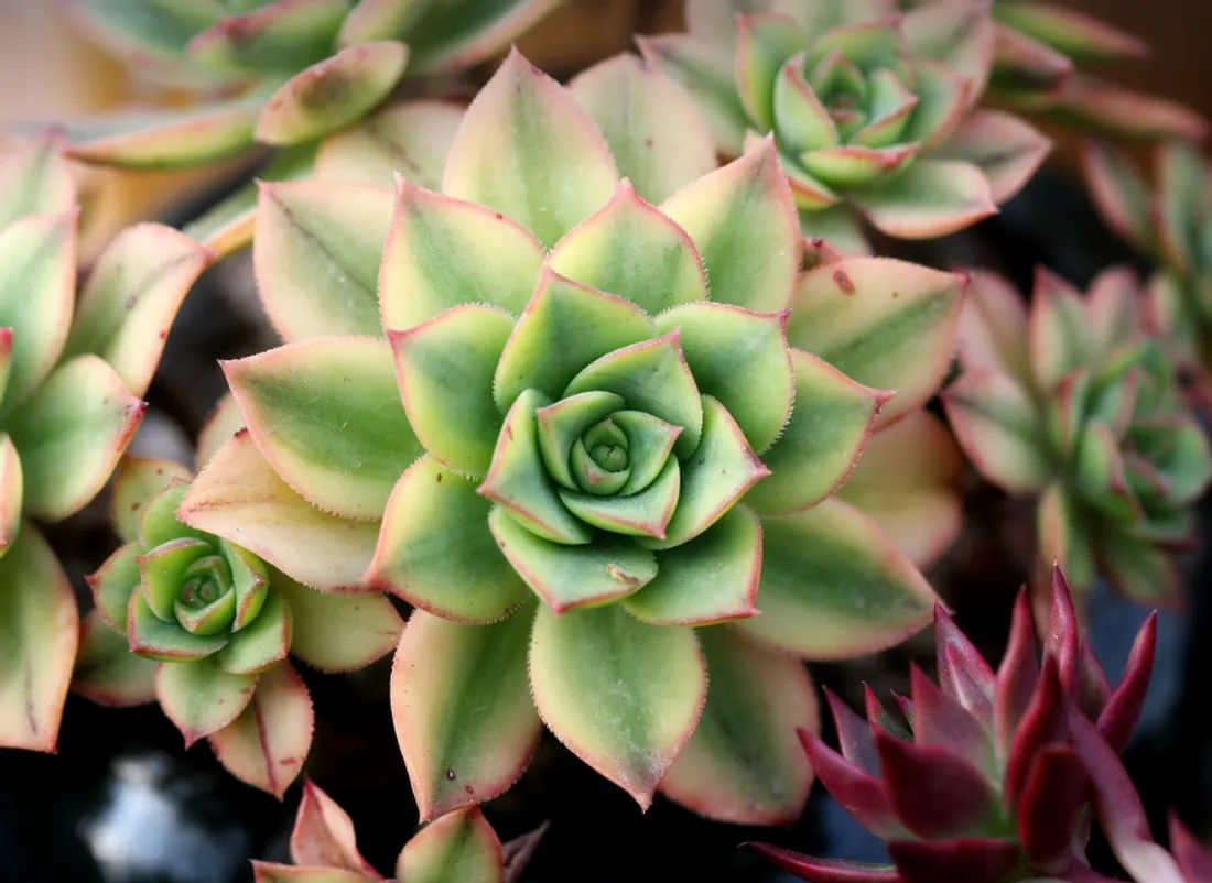 PLANTES.PNG (1.52 MB)