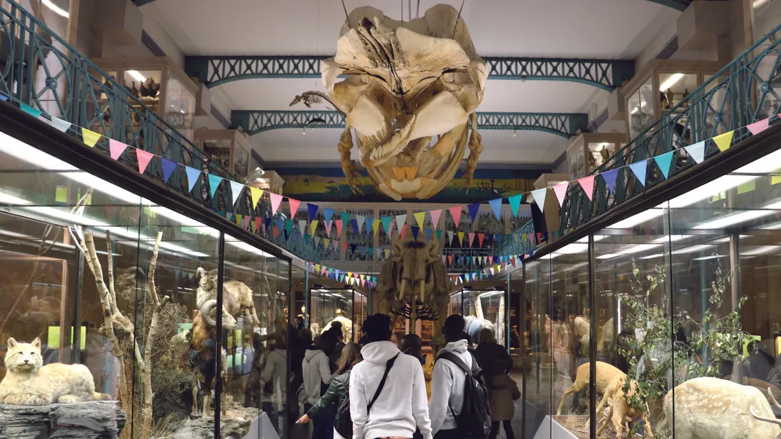 mhn lille.jpg (3.76 MB)