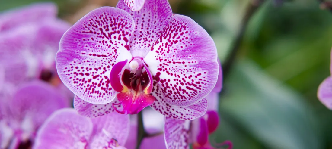 orchidée.png (1009 KB)