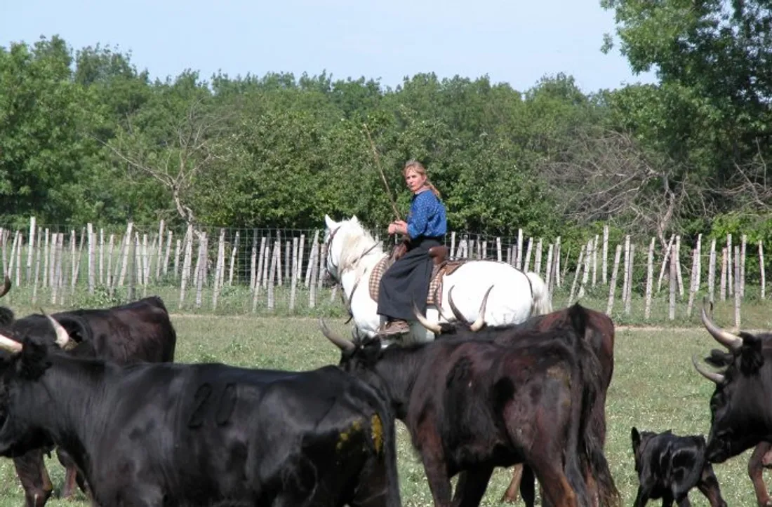 RADIO CAMARGUE