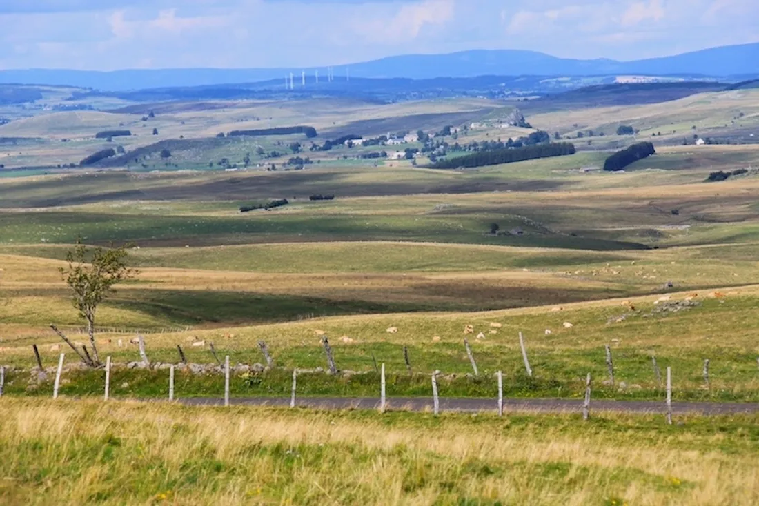 Le plateau de l'Aubrac, Aveyron. 