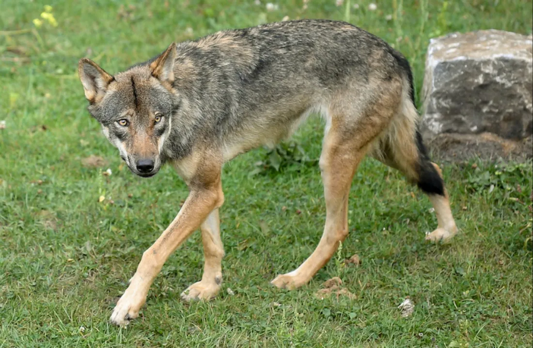 Un loup est soupçonné de deux attaques dans le Loiret.