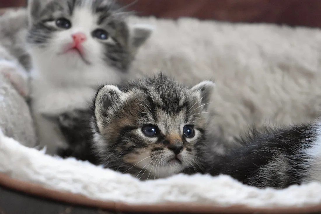 Des petits chats - Photo d'illustration