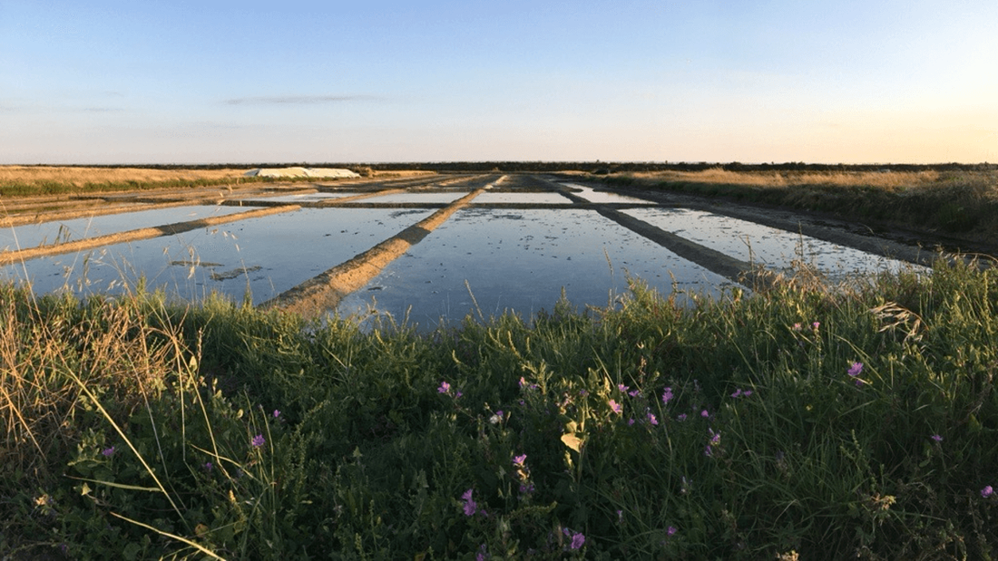 Une saison exceptionnelle dans les marais salants de l’ouest