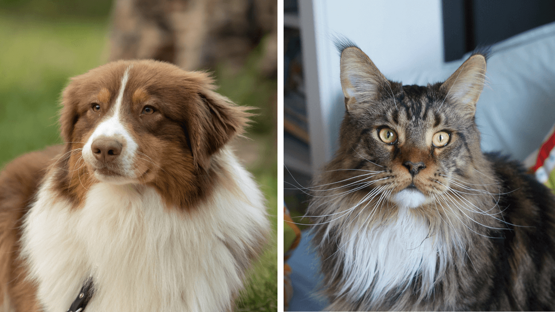 Decouvrez Les Chiens Et Les Chats Preferes Des Francais En 21