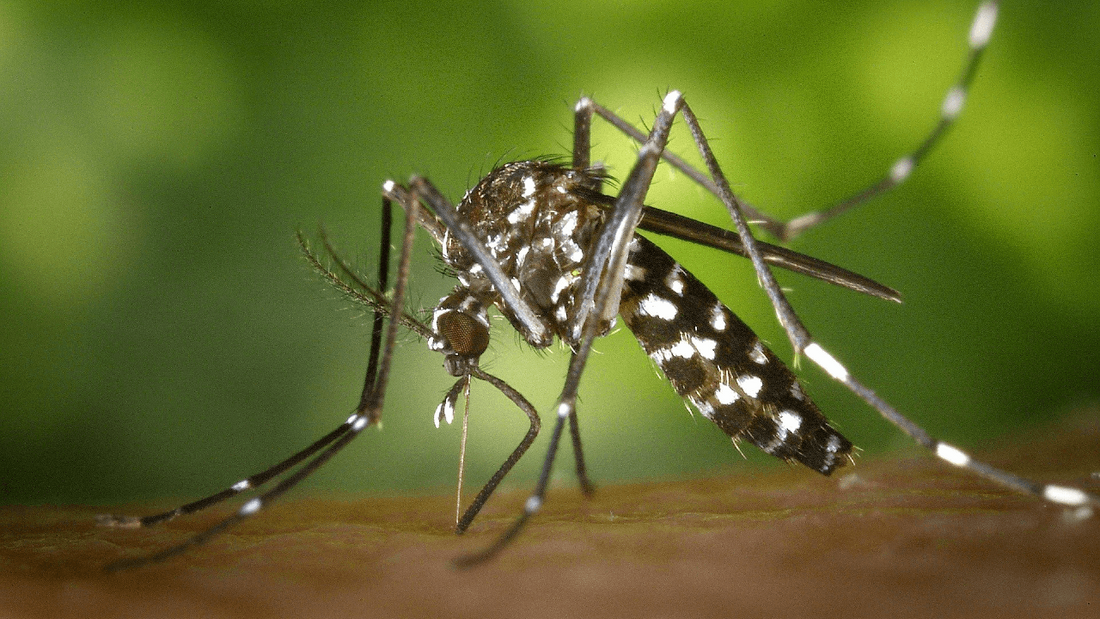 2 milliards de moustiques OGM lâchés aux États-Unis pour lutter contre la dengue