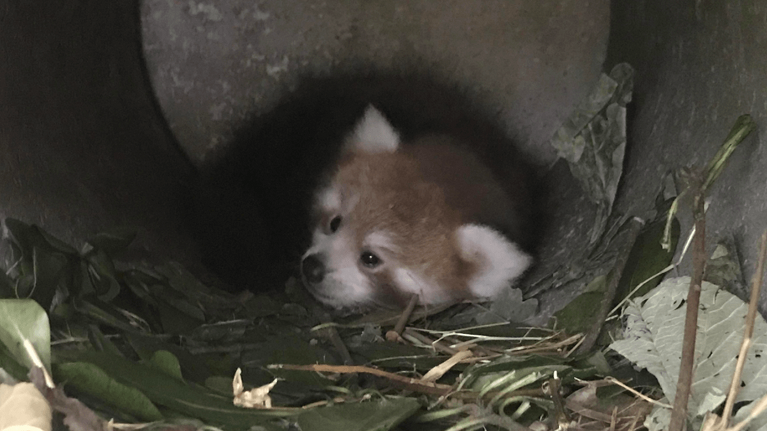 Le zoo de La Boissière-du-Doré annonce un heureux évènement