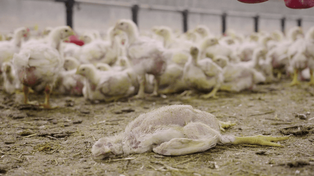 L214 dénonce un élevage de poulets du Sud Mayenne