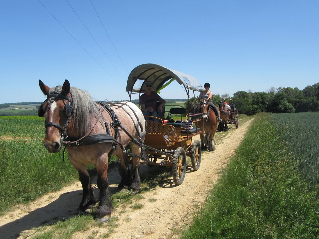 cheval de trait