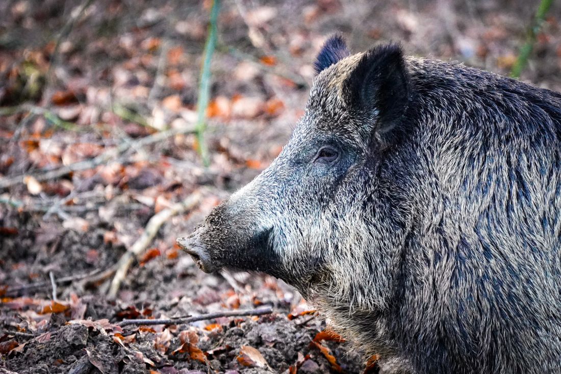 Sanglier