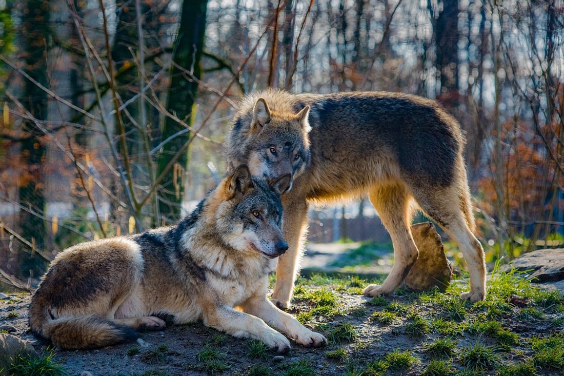[ SOCIETE ]: 2 loups se sont installés dans le parc national des Calanques