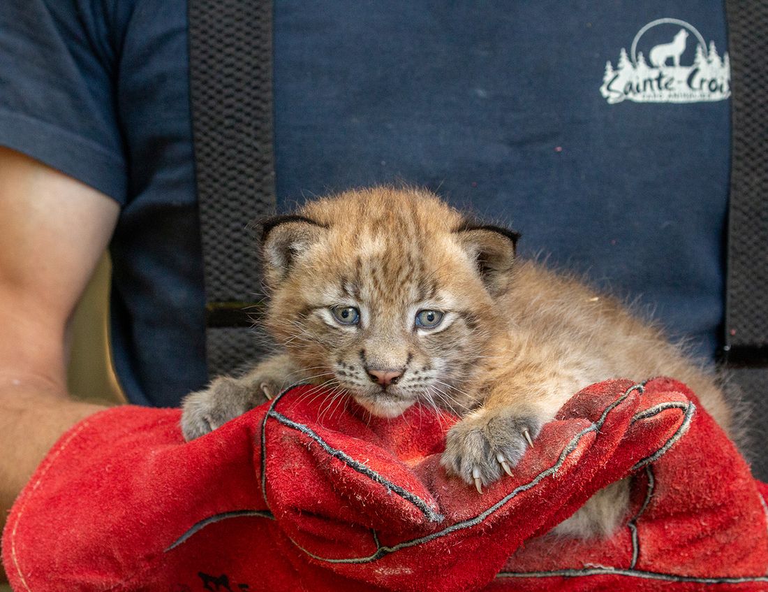 Un chaton lynx dans les bras d’un soigneur lors de son puçage. 
